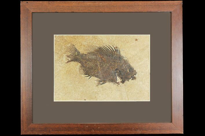 Framed Fossil Fish (Cockerellites) - Wyoming #147188